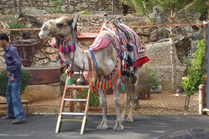 Chameau pour touriste. 