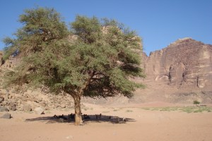Arbre miraculeux et bienvenu pour les chèvres.  