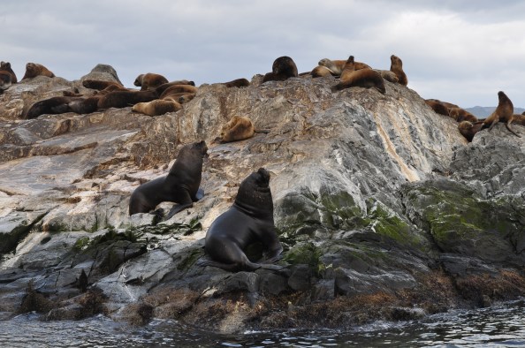 Lions de mer mâles, à la conquête de femelles sur le canal de Beagle.